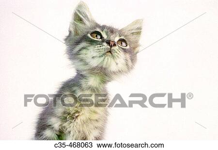 Kitten. View Large Photo Image Stock Image - Kitten.. Fotosearch
