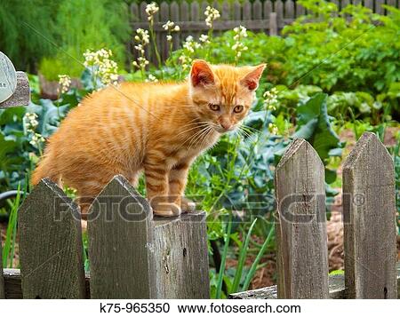 kitten View Large Photo Image Stock Image - kitten. Fotosearch
