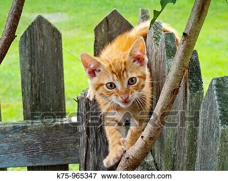 kitten View Large Photo Image Stock Photo - kitten. Fotosearch