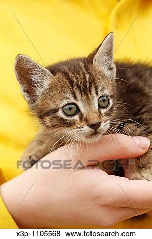 Kitten View Large Photo Image Stock Photo - Kitten. Fotosearch