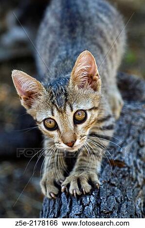Stock Photograph - Kitten stretching on a tree trunk.. Fotosearch