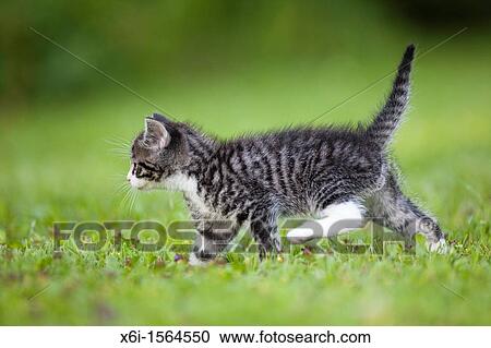 Stock Image - Kitten, walking across garden lawn, Lower Saxony, Germany. Fotosearch
