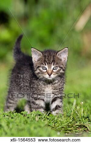 Stock Image - Kitten, walking across garden lawn, Lower Saxony, Germany. Fotosearch
