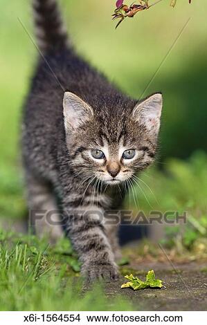 Kitten, walking down garden path, Lower Saxony, Germany View Large Photo Image Picture - Kitten, walking down garden path, Lower Saxony, Germany. Fotosearch