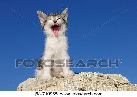 Kitten yawning Bavaria, Germany, Europe View Large Photo Image Stock Photography - Kitten yawning Bavaria, Germany, Europe. Fotosearch
