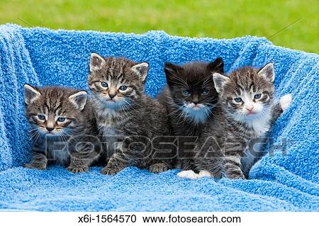 Stock Image - Kittens, four babies sitting together, Lower Saxony, Germany. Fotosearch