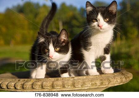 kittens in birdbath View Large Photo Image Stock Photo - kittens in birdbath. Fotosearch