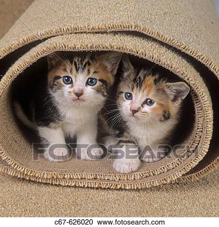 Kittens in rolled carpet View Large Photo Image Stock Image - Kittens in rolled carpet. Fotosearch