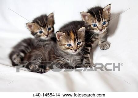Kittens View Large Photo Image Picture - Kittens. Fotosearch