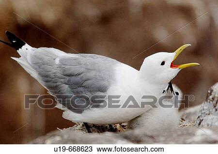 Kittiwake protecting chick, Farne Islands, England, UK View Large Photo Image Stock Image - Kittiwake protecting chick, Farne Islands, England, UK. Fotosearch