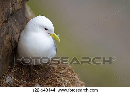 Kittiwake (Rissa tridactyla). Vadso, Norway View Large Photo Image Picture - Kittiwake (Rissa tridactyla). Vadso, Norway. Fotosearch