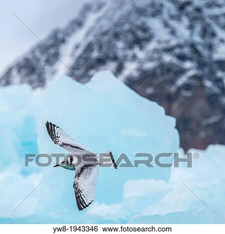 Kittiwakes (Rissa tridactyla) flying by icebergs, Svalbard, Norway. View Large Photo Image Stock Photograph - Kittiwakes (Rissa tridactyla) flying by icebergs, Svalbard, Norway.. Fotosearch