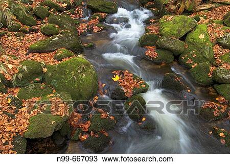 Stock Image - Kleine Ohe, mountain creek in autumn, fallen leaves of beech and maple, waterfall and and current of water, Bavarian Forest, National Park Bayerischer Wald, Bavaria. Fotosearch