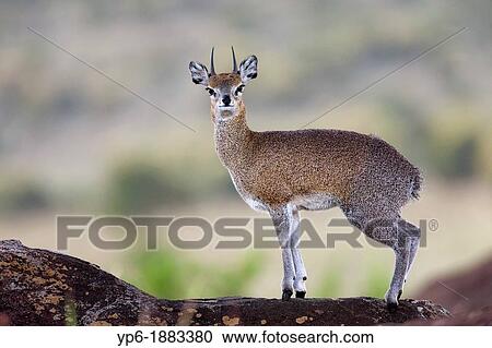 Klipspringer Oreotragus oreotragus standing on rock, Serengeti National Park, Tanzania View Large Photo Image Stock Image - Klipspringer Oreotragus oreotragus standing on rock, Serengeti National Park, Tanzania. Fotosearch