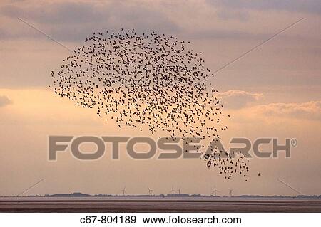 Knot Flock in flight The Wash Norfolk UK View Large Photo Image Stock Photo - Knot Flock in flight The Wash Norfolk UK. Fotosearch