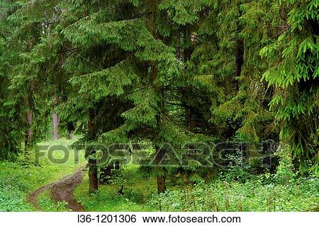 Stock Photograph - Knyszynska Forest Puszcza Knyszynska to the east of Bialystok Podlasie region. Fotosearch