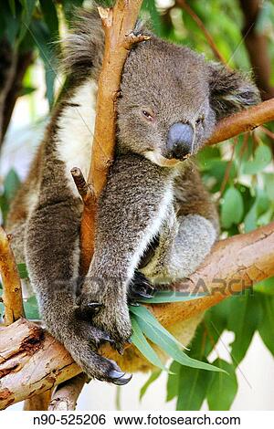 Stock Photograph - Koala. Australia.. Fotosearch