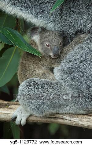 Stock Image - Koala Baer, Phascolarctos cinereus, mother with joey, Queensland, Australia. Fotosearch