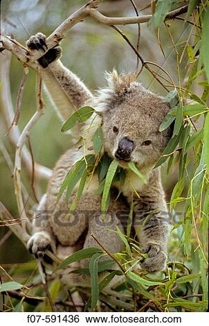 Koala (Phascolarctos cenereus) _ Eating eucalpytus leaves _ Australia _ Range is from southestern Queensland through eastern New South Wales View Large Photo Image Stock Photograph - Koala (Phascolarctos cenereus) _ Eating eucalpytus leaves _ Australia _ Range is from southestern Queensland through eastern New South Wales. Fotosearch