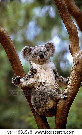 KOALA phascolarctos cinereus, ADULT STANDING ON BRANCH, AUSTRALIA View Large Photo Image Stock Image - KOALA phascolarctos cinereus, ADULT STANDING ON BRANCH, AUSTRALIA. Fotosearch