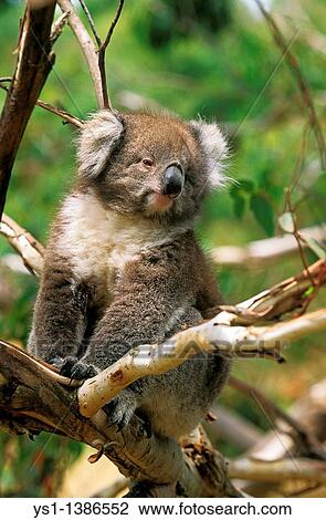 Koala, phascolarctos cinereus, Adult Sitting on Branch, Australia View Large Photo Image Stock Image - Koala, phascolarctos cinereus, Adult Sitting on Branch, Australia. Fotosearch