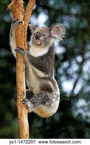 Stock Photo - Koala, phascolarctos cinereus, Adult Climbing Branch, Australia. Fotosearch