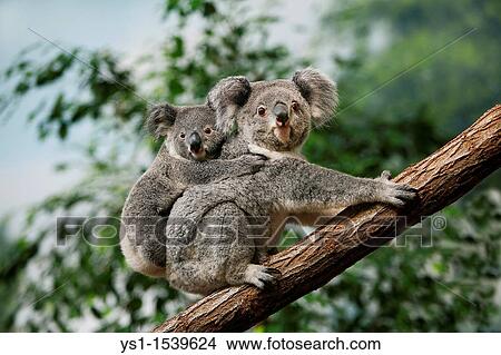Koala, phascolarctos cinereus, Female carrying Young on its Back View Large Photo Image Picture - Koala, phascolarctos cinereus, Female carrying Young on its Back. Fotosearch