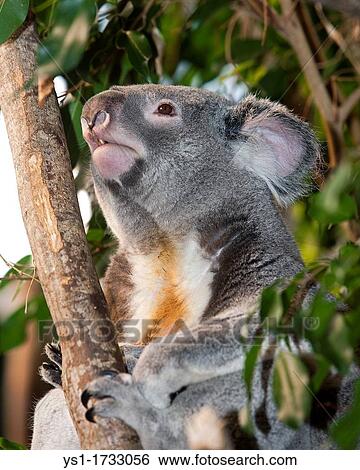 Koala, phascolarctos cinereus, Male standing on Branch View Large Photo Image Stock Photograph - Koala, phascolarctos cinereus, Male standing on Branch. Fotosearch