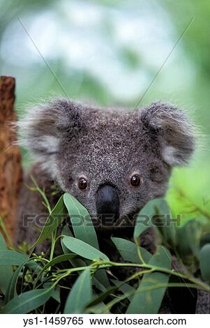 KOALA phascolarctos cinereus, PORTRAIT OF YOUNG, AUSTRALIA View Large Photo Image Stock Photography - KOALA phascolarctos cinereus, PORTRAIT OF YOUNG, AUSTRALIA. Fotosearch