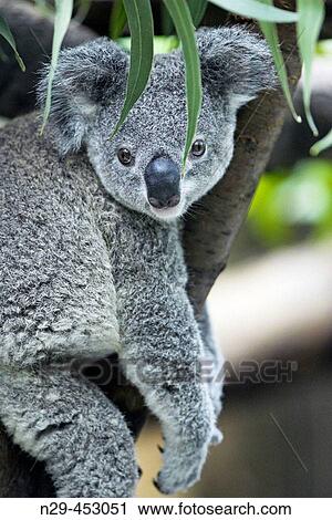 Koala (Phascolarctos cinereus) seating in eucalyptus tree, captive. Germany View Large Photo Image Stock Image - Koala (Phascolarctos cinereus) seating in eucalyptus tree, captive. Germany. Fotosearch