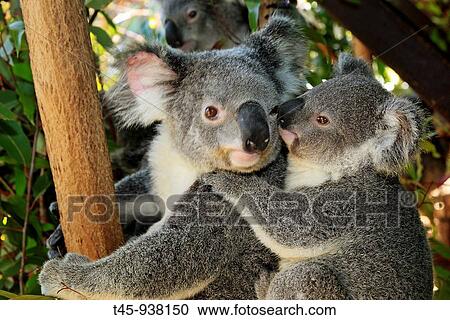 Koalas (Phascolarctos cinereus). Queensland, Australia View Large Photo Image Stock Image - Koalas (Phascolarctos cinereus). Queensland, Australia. Fotosearch