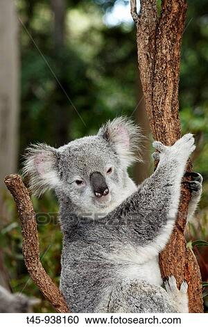 Stock Image - Koalas (Phascolarctos cinereus). Queensland, Australia. Fotosearch