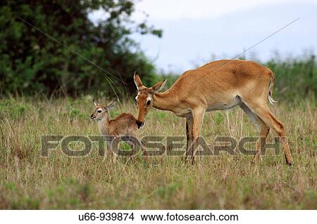 Picture - Kob, Queen Elizabeth National Park, Uganda. Fotosearch