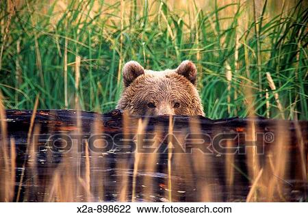 Kodiak Bear, Alaska View Large Photo Image Stock Image - Kodiak Bear, Alaska. Fotosearch