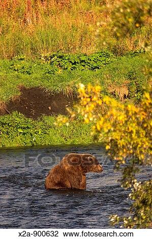 Kodiak Bear, Alaska View Large Photo Image Stock Image - Kodiak Bear, Alaska. Fotosearch