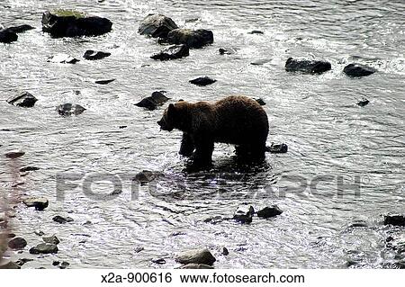 Kodiak Bear, Alaska View Large Photo Image Stock Photograph - Kodiak Bear, Alaska. Fotosearch