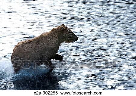 Kodiak Bear, Alaska View Large Photo Image Stock Photography - Kodiak Bear, Alaska. Fotosearch