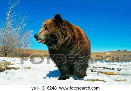 Stock Photo - KODIAK BEAR ursus arctos middendorffi, ADULT STANDING ON SNOW, ALASKA. Fotosearch