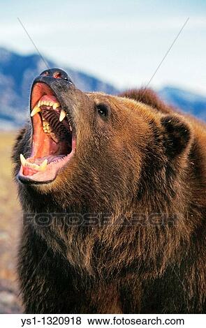 KODIAK BEAR ursus arctos middendorffi, ADULT THREATENING WITH OPEN MOUTH, ALASKA View Large Photo Image Stock Photo - KODIAK BEAR ursus arctos middendorffi, ADULT THREATENING WITH OPEN MOUTH, ALASKA. Fotosearch