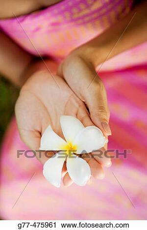 Koh Samui Island. Thai woman with frangipani flower. Thailand. View Large Photo Image Stock Image - Koh Samui Island. Thai woman with frangipani flower. Thailand.. Fotosearch