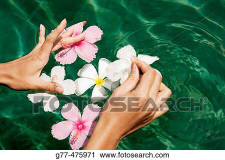 Koh Samui Island. Woman's hands with hybiscus flowers in swimming pool. Thailand. View Large Photo Image Stock Image - Koh Samui Island. Woman's hands with hybiscus flowers in swimming pool. Thailand.. Fotosearch