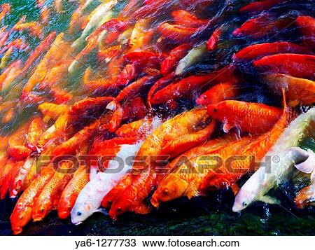 Koi in a pond View Large Photo Image Stock Image - Koi in a pond. Fotosearch