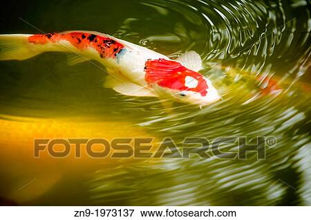 Stock Photo - Koi Pond in the Japanese Tea Garden, Golden Gate Park, San Francisco, California.. Fotosearch