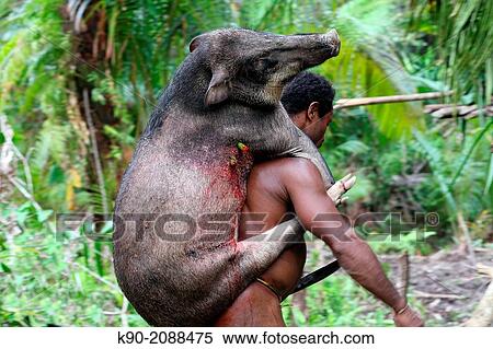 Kombai man carrying a dead wild pig on his shoulders, Papua, Indonesia, Southeast Asia. View Large Photo Image Stock Photography - Kombai man carrying a dead wild pig on his shoulders, Papua, Indonesia, Southeast Asia.. Fotosearch