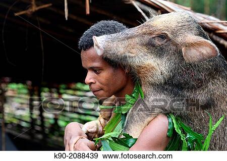 Stock Photo - Kombai man coming back from a successful hunt with a wild pig on the back, Papua, Indonesia, Southeast Asia.. Fotosearch