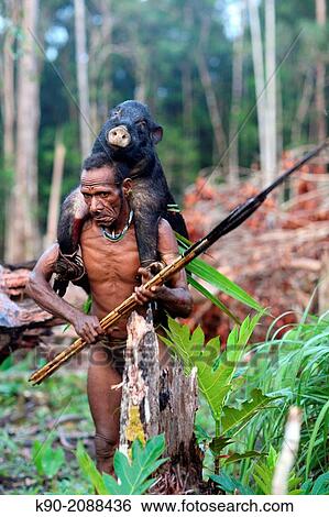 Stock Photograph - Kombai man coming back from a successful hunt with a wild pig on the back, Papua, Indonesia, Southeast Asia.. Fotosearch