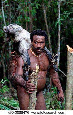 Kombai man standing in the jungle with a dead wild pig on his shoulders, Papua, Indonesia, Southeast Asia. View Large Photo Image Stock Photograph - Kombai man standing in the jungle with a dead wild pig on his shoulders, Papua, Indonesia, Southeast Asia.. Fotosearch