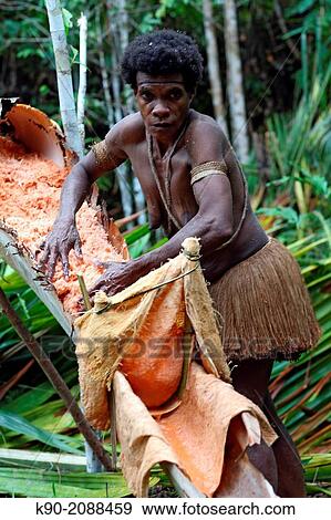 Kombai woman kneading Sago chips to extract flour from the wood by a filter, that lets water and flour pass but not the rest, Papua, Indonesia, Southeast Asia. View Large Photo Image Stock Photo - Kombai woman kneading Sago chips to extract flour from the wood by a filter, that lets water and flour pass but not the rest, Papua, Indonesia, Southeast Asia.. Fotosearch