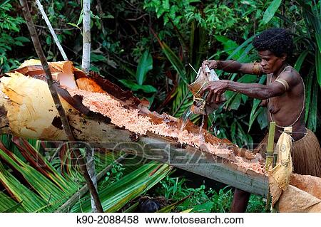 Kombai woman watering the Sago chips to extract Sago flour, Papua, Indonesia, Southeast Asia. View Large Photo Image Stock Photo - Kombai woman watering the Sago chips to extract Sago flour, Papua, Indonesia, Southeast Asia.. Fotosearch