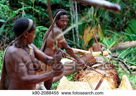 Kombai women cutting the inner part from the tree trunk of a Sago palm tree, Papua, Indonesia, Southeast Asia. View Large Photo Image Stock Photography - Kombai women cutting the inner part from the tree trunk of a Sago palm tree, Papua, Indonesia, Southeast Asia.. Fotosearch